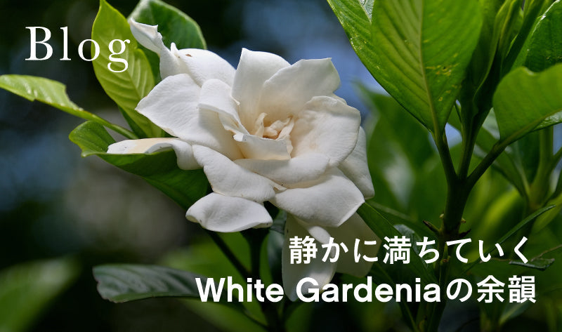 静かに満ちていく White Gardeniaの余韻
