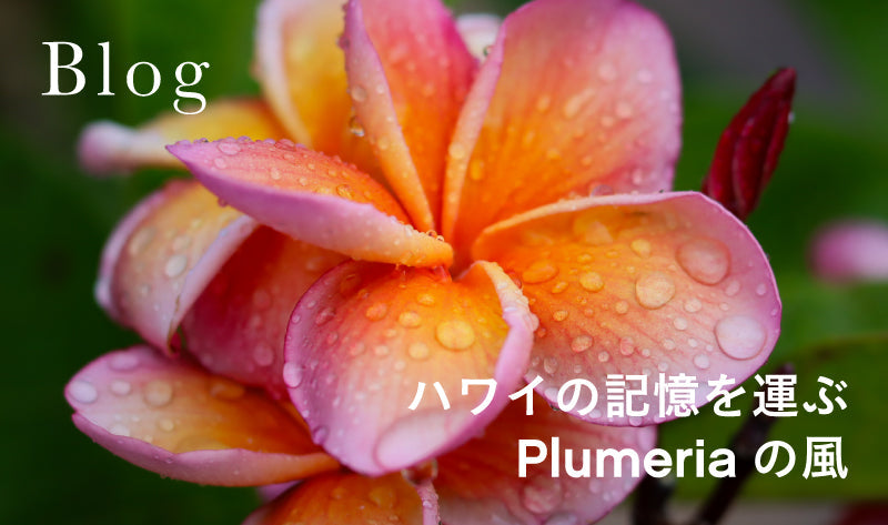 ハワイの記憶を運ぶ Plumeriaの風