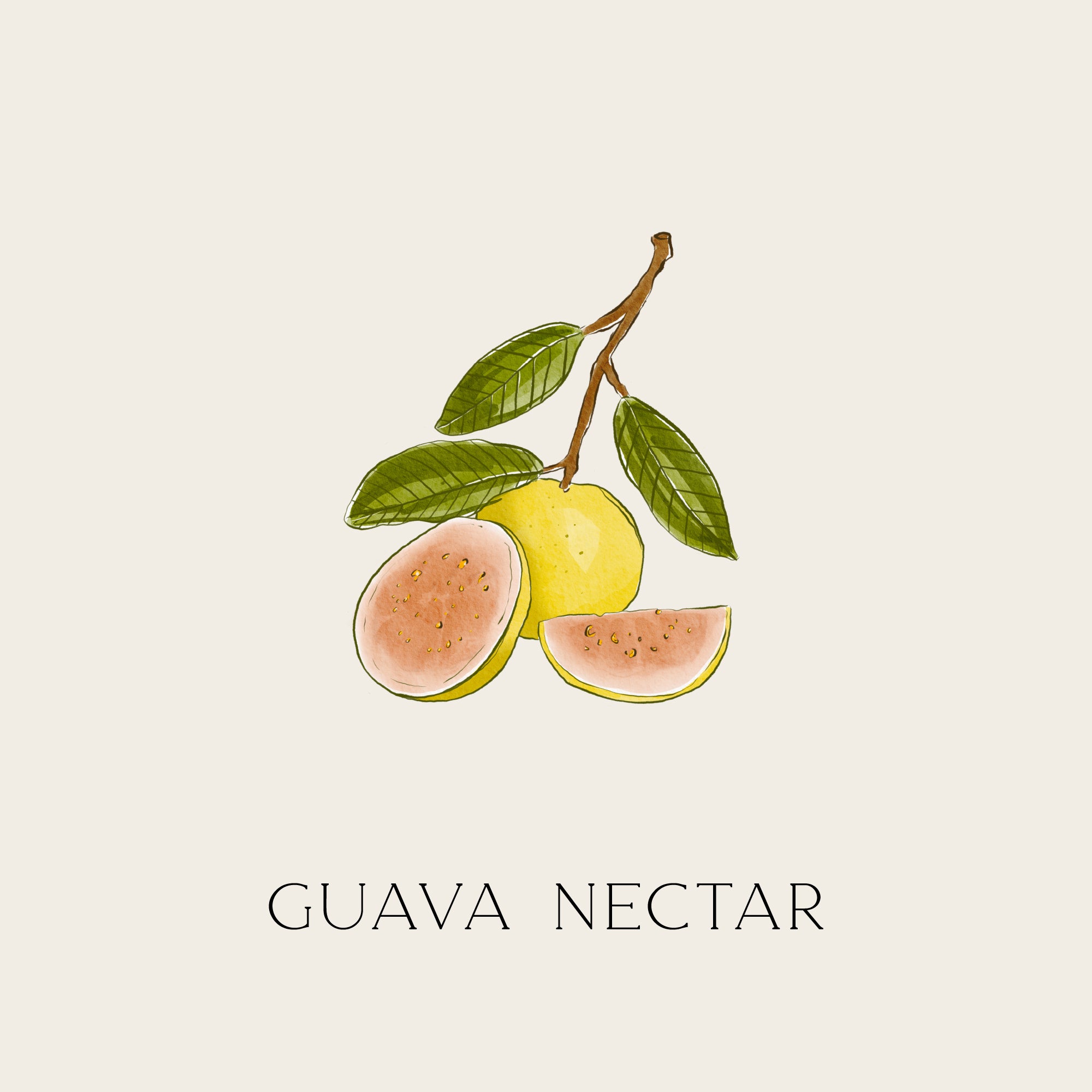 リードディフューザー 8oz "GUAVA NECTAR"